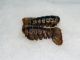 Standard Lobster Tails